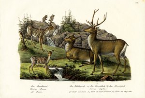 Fallow Deer, 1824 by Karl Joseph Brodtmann